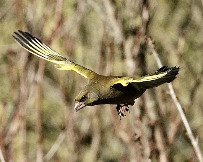 greenfinch